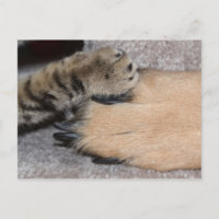 Meilleurs amis pour toujours par Shirley Taylor