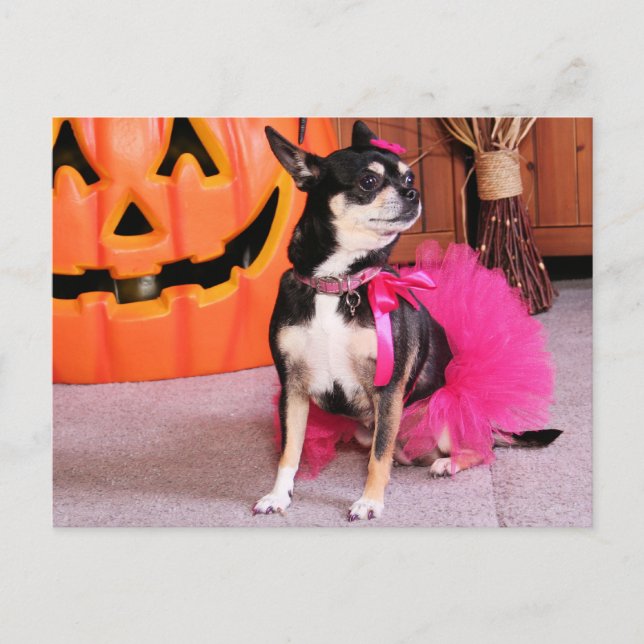 Carte Postale Meka - Chihuahua - Shaver (Devant)