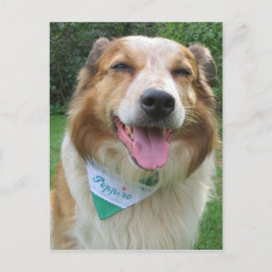 Carte Postale mélange de border collie
