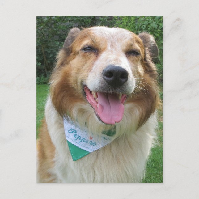 Carte Postale mélange de border collie (Devant)