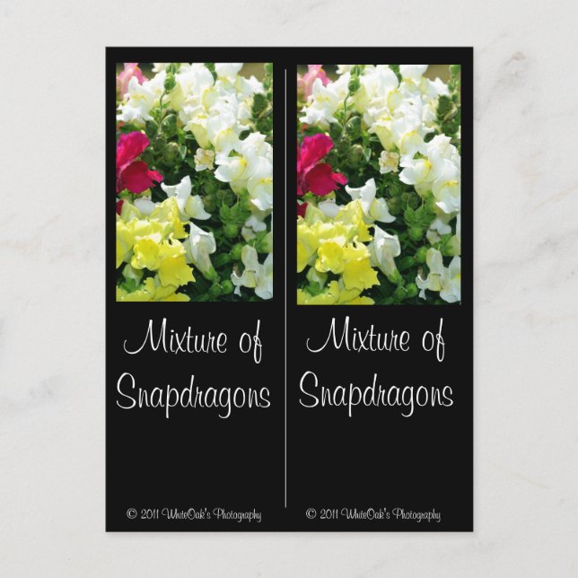 Carte Postale Mélange de Snapdragons (Devant)