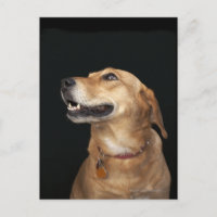 Mélange Golden Lab beagle en regard sur le côté