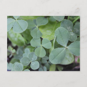 Carte Postale Mélange jour de la St Patrick