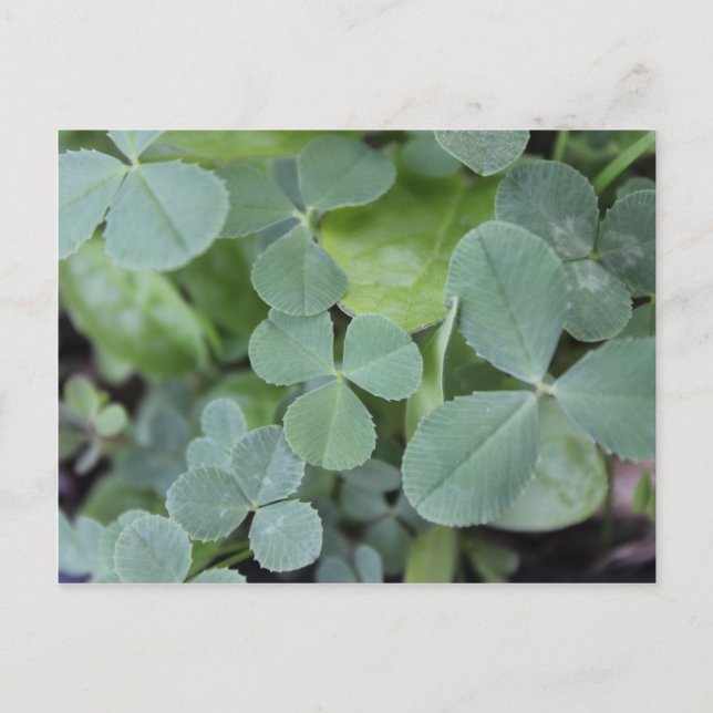 Carte Postale Mélange jour de la St Patrick (Devant)