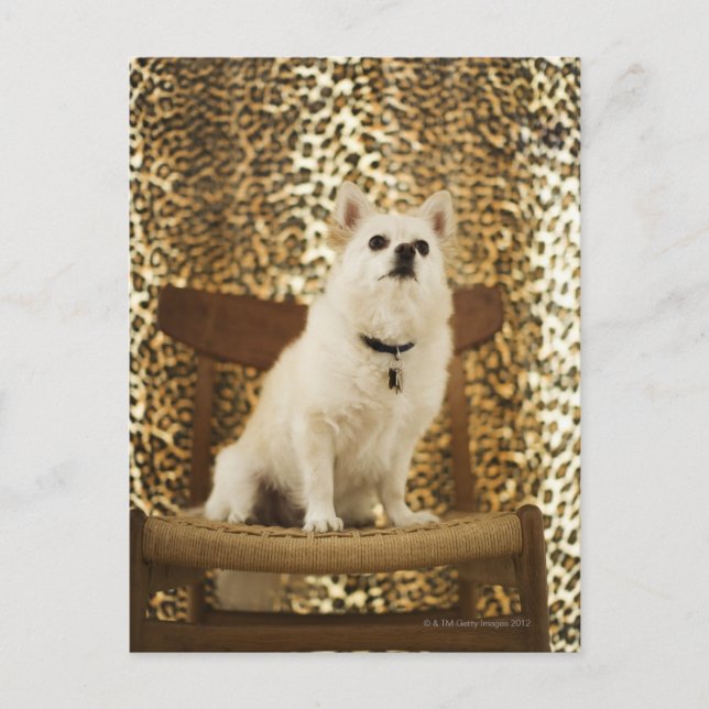 Carte Postale Mélange Poméranie (Devant)