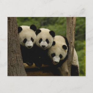 Carte Postale Melanoleuca d'Ailuropoda de bébés de panda géant)