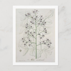 Carte Postale Melia Azedarach from 'phytographie medicale' by Jo
