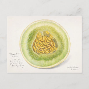 Carte Postale Melon (Cucumis Melo) Peinture à l'aquarelle de fru