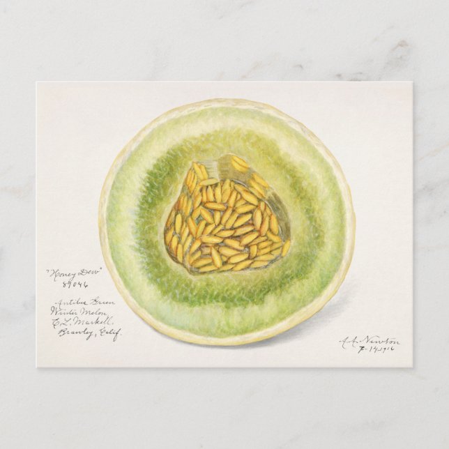 Carte Postale Melon (Cucumis Melo) Peinture à l'aquarelle de fru (Devant)
