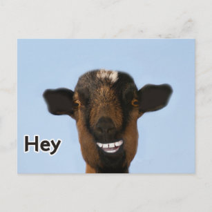 Carte Postale Mème de chèvre drôle souriant Vraiment grande cart