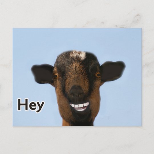 Carte Postale Meme De Chevre Drole Souriant Vraiment Grande Cart Zazzle Fr