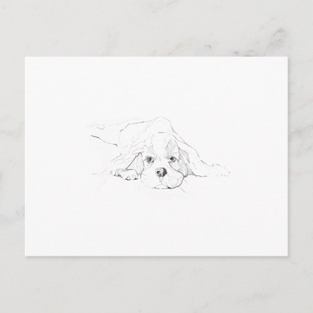 Carte Postale Mémoire de Cavalier King Charles Spaniel (Devant)