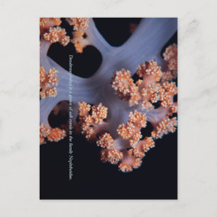 Carte Postale Mémoire de l'océan / Corail mou #001