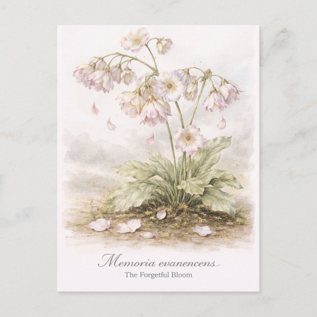 Carte Postale Memoria Evanescens – La Fleur Botanique Forgetful (Devant)