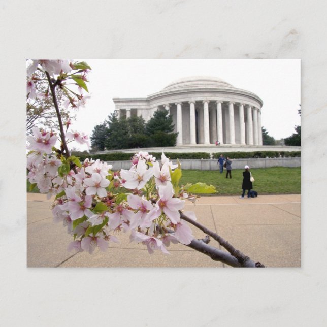 Carte Postale Mémorial Thomas Jefferson avec cerisiers en fleurs (Devant)