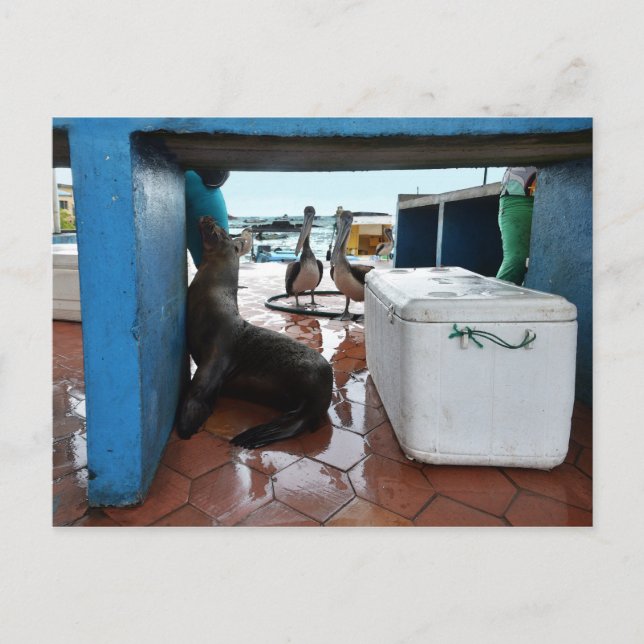 Carte Postale Mendier le lion de mer des Galapagos (Devant)