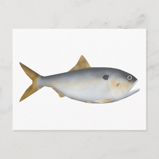 Carte Postale Menhaden d'Argentine (Devant)