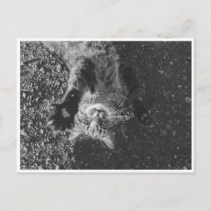 Carte Postale Meow