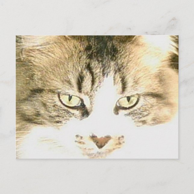 Carte postale Meow Cats 14 (Devant)