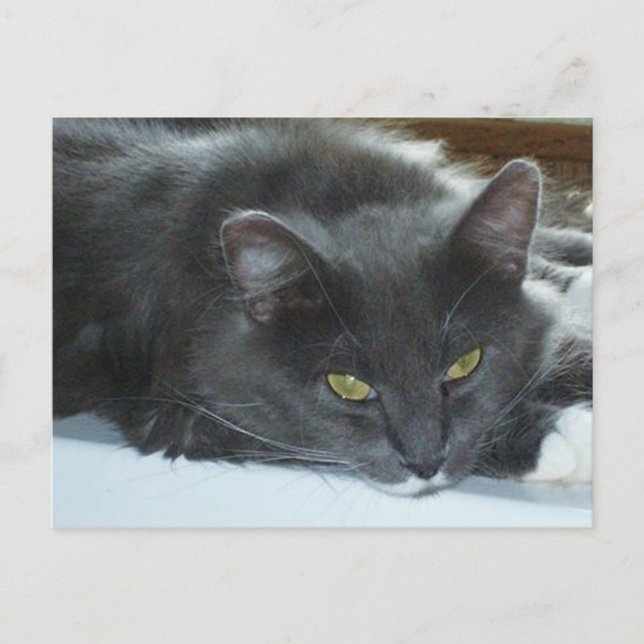Carte postale Meow Cats 8 (Devant)