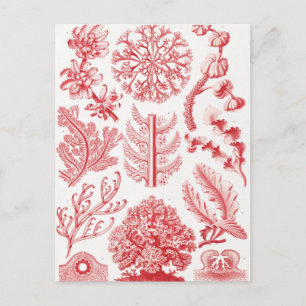 Carte Postale Mer d'Alga Rouge, Florideae Rotalgen par Ernst Hae