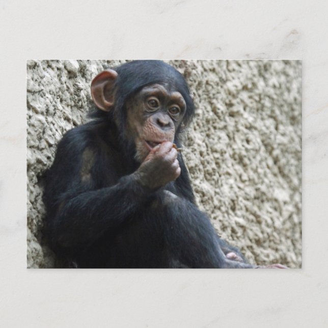 Carte Postale Mer de Chimpané 013 (Devant)