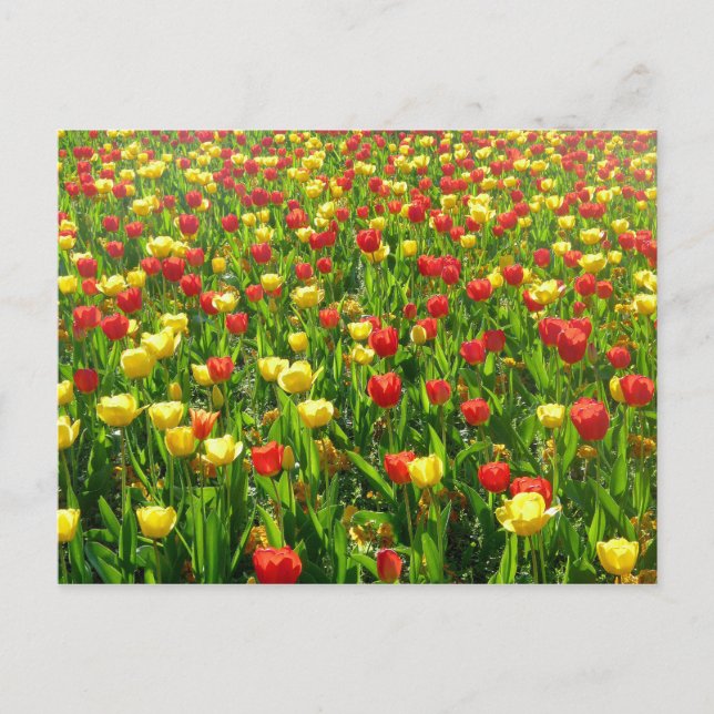 Carte Postale Mer de Tulipes II (Devant)