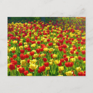 Carte Postale Mer des Tulipes