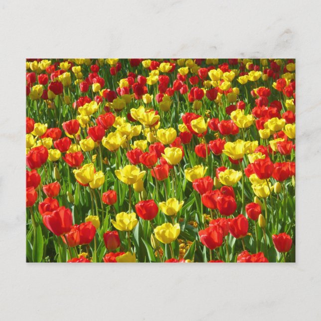 Carte Postale Mer des Tulipes III (Devant)