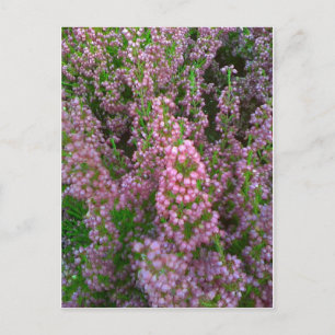 Carte Postale Mer en fleurs