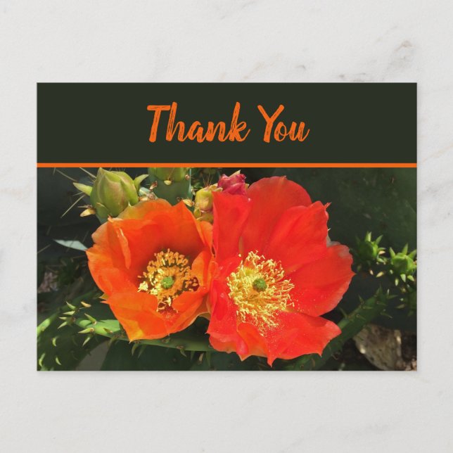 Carte Postale Merci Bright Desert Bloom Photo Fleur de Cactus (Devant)
