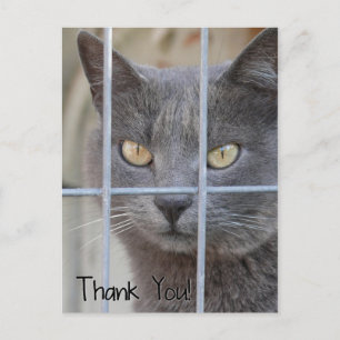 Carte Postale Merci ! Chat