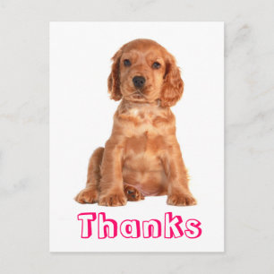 Carte postale Merci Cocker Spaniel Chien Chien Chi