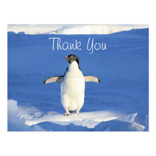 Carte Postale Merci De Pingouin Drole Zazzle Fr