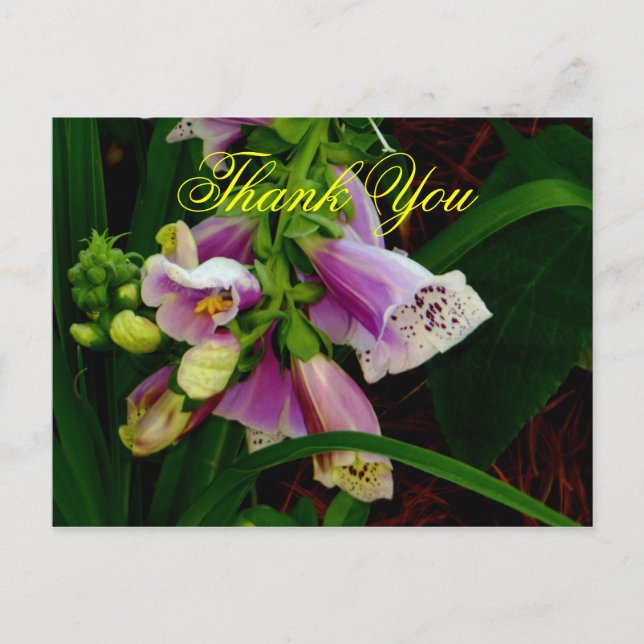 Carte Postale Merci Digitalis Purpurea Fleurs (Devant)