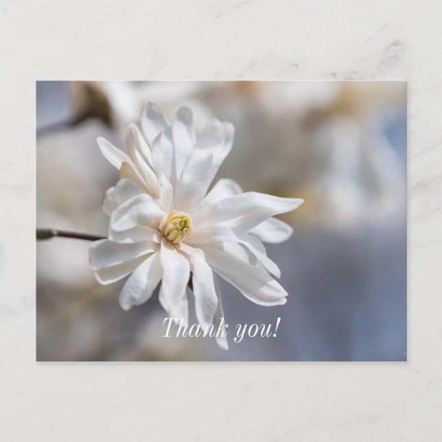Carte postale Merci en fleur de Star Magnolia (Devant)