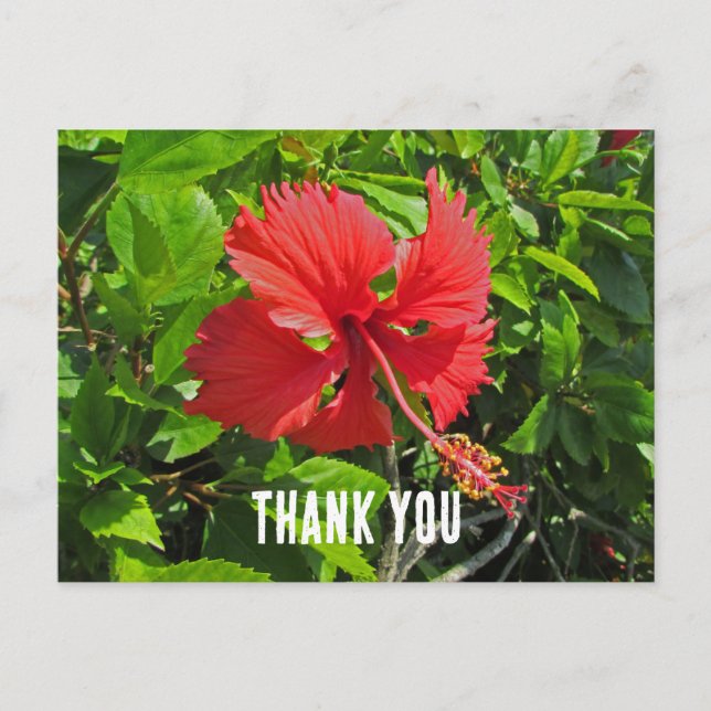 Carte Postale Merci Fleur Tropicale Floral Rose Clair (Devant)
