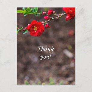 Carte Postale Merci Haut rouge écarlate