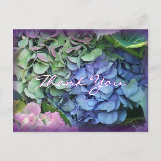 Carte Postale Merci Hydrangea 4577- personnaliser à toute occasi (Devant)