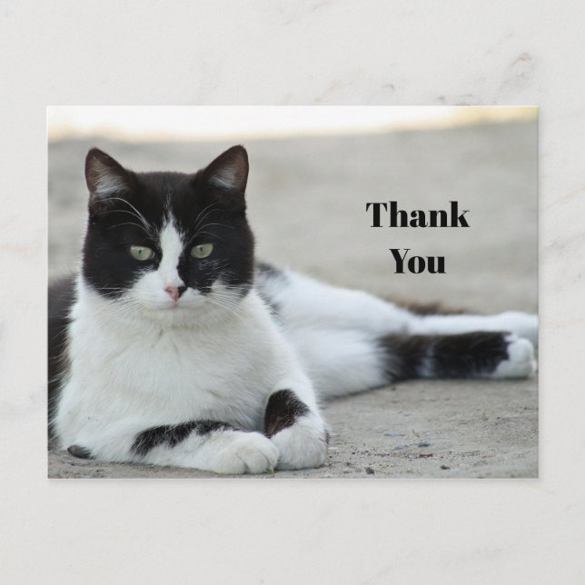 Carte Postale Merci photo Cat noir et blanc Tuxedo (Devant)