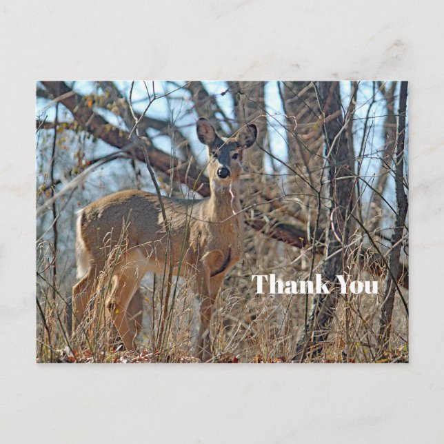 Carte Postale Merci photo de Wildlife Deer Woods (Devant)