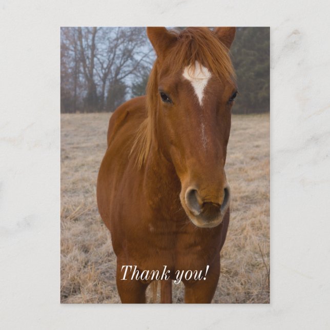 Carte postale Merci Pose de Cheval (Devant)