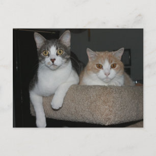 Carte Postale Merci pour le mentorat