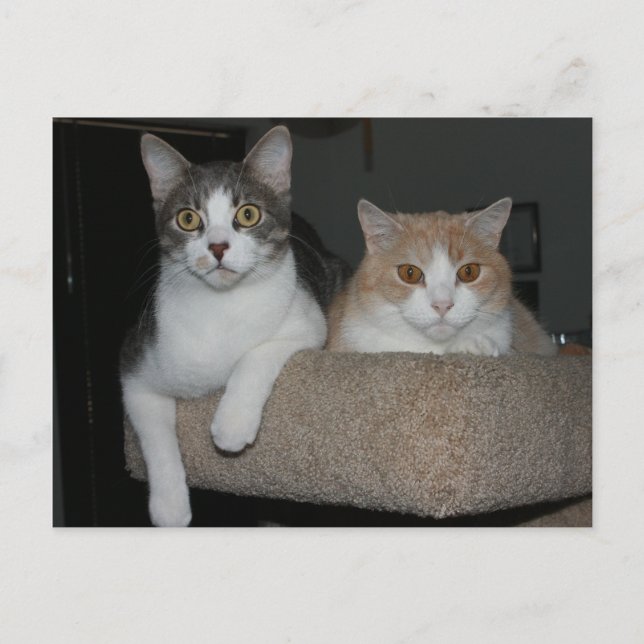 Carte Postale Merci pour le mentorat (Devant)