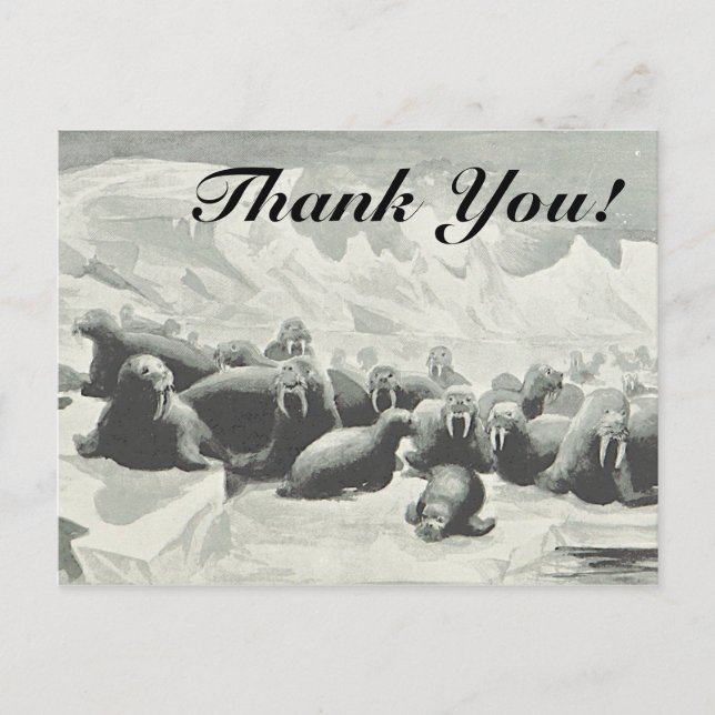 Carte postale "Merci !" pour un troupeau de morses (Devant)