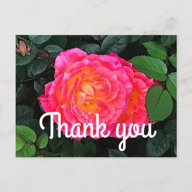 Carte postale Merci Tiddly Winks Rose #1  (Devant)