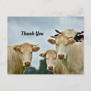Carte postale Merci vaches