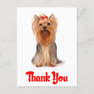 Carte postale Merci Yorkshire Terrier Chien Chien