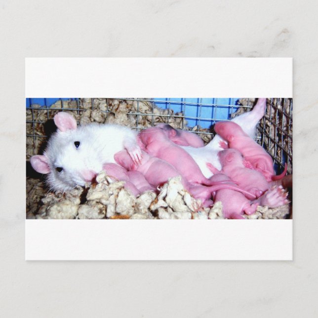 Carte Postale Mère (Devant)