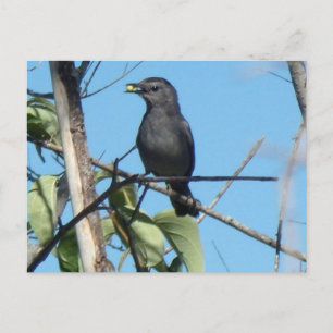 Carte Postale Mère Catbird collecte des baies à son alimentation